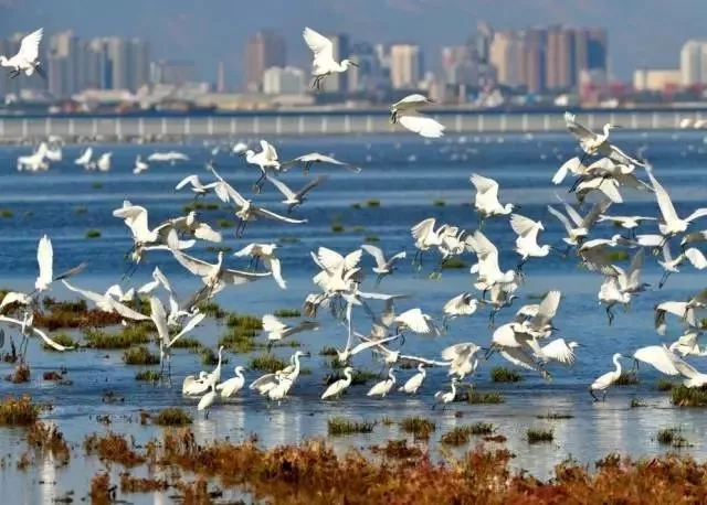 鴿子窩公園.webp.jpg